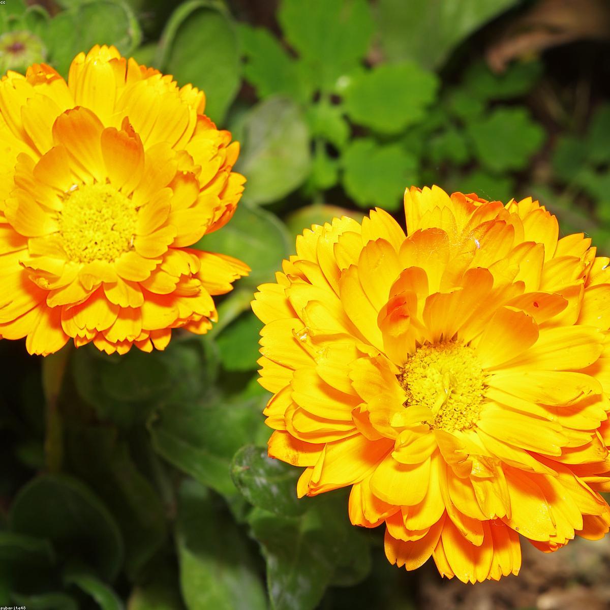 Calendula