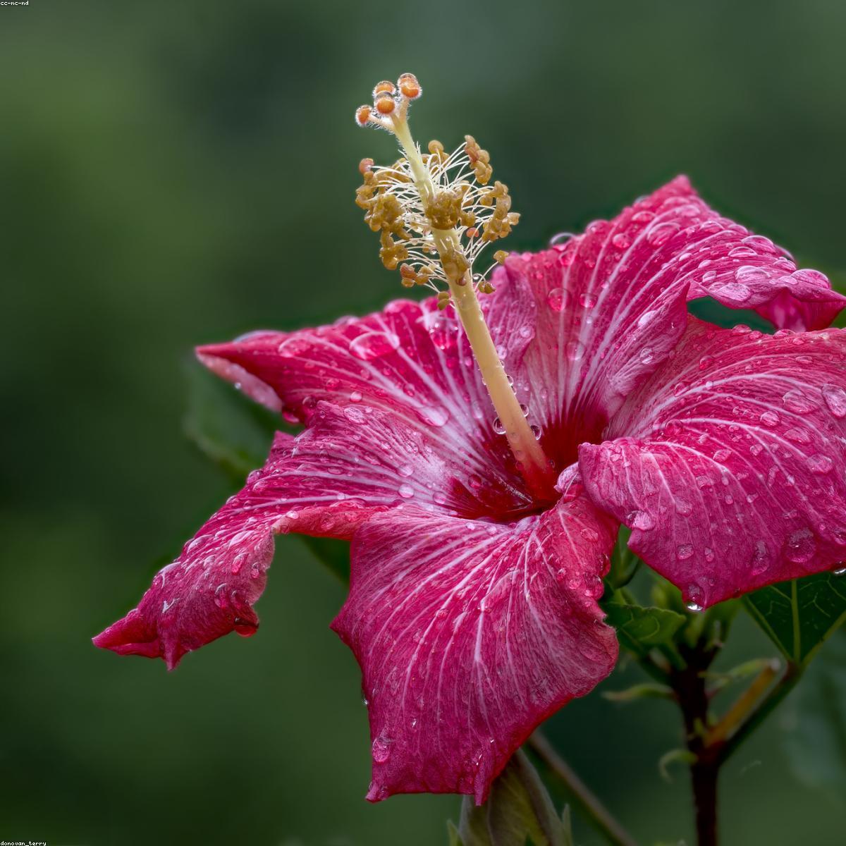 Flor Jamaica